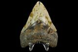 Fossil Megalodon Tooth - North Carolina #124671-2